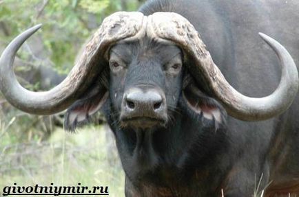 Buffalo animal