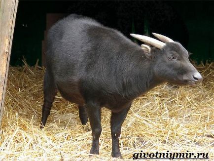 Buffalo animal