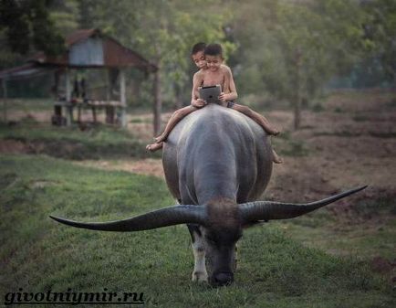 буйвол тварина