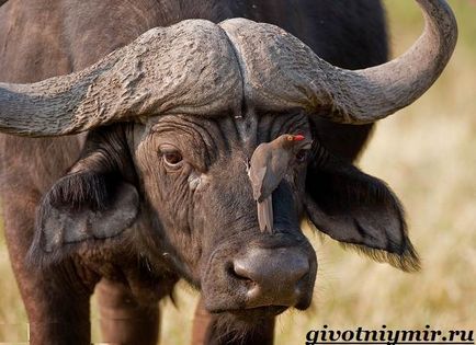 Buffalo animal