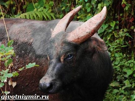 Állati bivaly (bivalybőr) bivaly állat