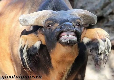 Buffalo animal