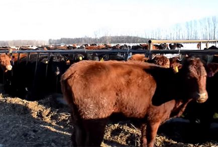 Experiență privată în punerea în aplicare a proiectului pentru dezvoltarea regiunilor de creștere a bovinelor de carne Rusia
