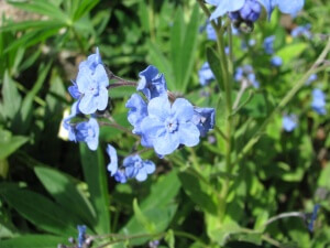 Cinoglossum floare decorativă în design peisaj de peluze și plante medicinale în arsenal