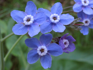 Cinoglossum floare decorativă în design peisaj de peluze și plante medicinale în arsenal