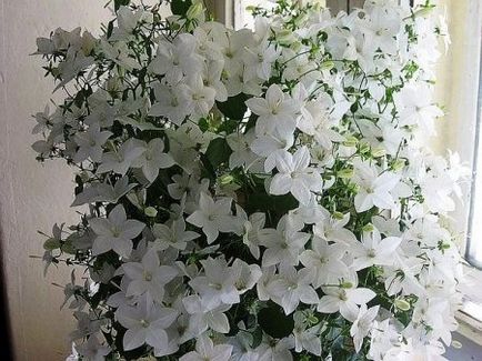 Квітка наречений і наречена - блог корисних порад садівникам