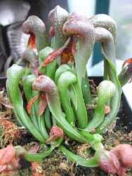 Darlingtonia Darlingtonia California plante de uz interior