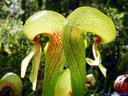 Darlingtonia Californian - plantele mele de interior