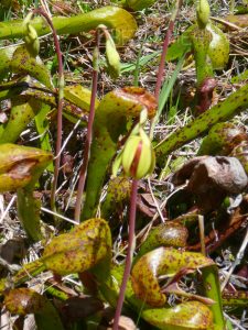 Darlingtonia, plante insectivore, flori de vis