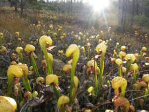 Darlingtonia, plante insectivore, flori de vis