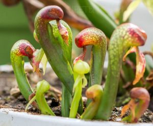 Darlingtonia, plante insectivore, flori de vis