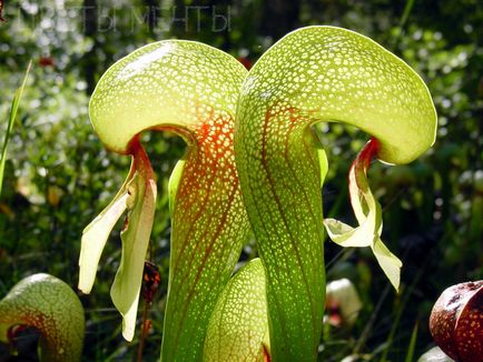 Darlingtonia, plante insectivore, flori de vis