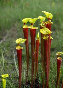 Darlingtonia, plante insectivore, flori de vis