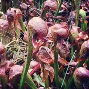 Darlingtonia, plante insectivore, flori de vis