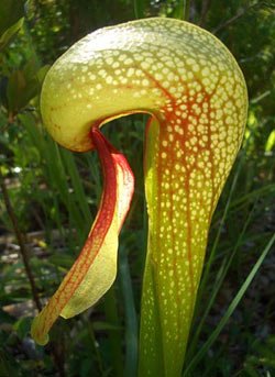 Darlingtonia reproducere și reproducere