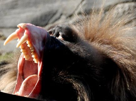 Десять тварин з жахливими зубами 10 (фото) - сайт любителів тварин