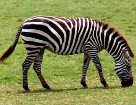 Zebra animalelor sălbatice