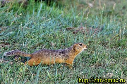Pui vechi cu coadă îndelungată - reproducere a veverițelor de pământ cu coadă lungă