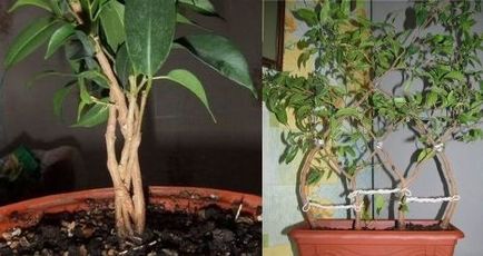 Acasă ficus benjamina îngrijire, flori-blog