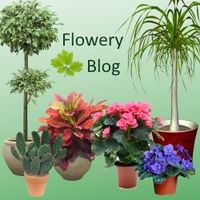 Acasă ficus benjamina îngrijire, flori-blog