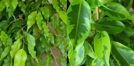 Acasă ficus benjamina îngrijire, flori-blog