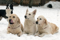 Câinii de formare - câini de formare în zona Ramenskoye, supraexpunerea, lucrările de reproducție, expoziții,