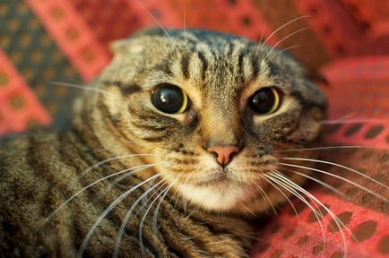 Рухи вухами у кішок - сигнали власнику про її почуттях