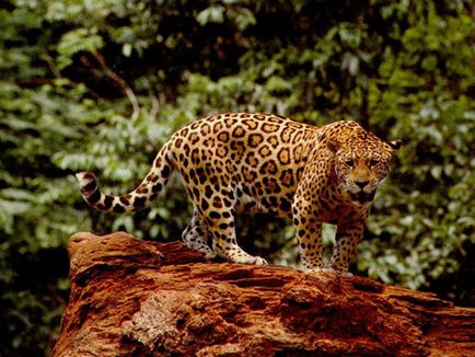 Energia purificării - jaguar
