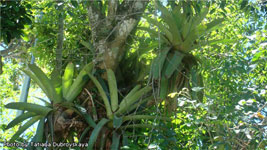 Aceste bromelii uimitoare