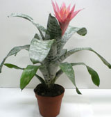 Aceste bromelii uimitoare