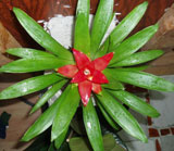 Aceste bromelii uimitoare