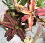 Aceste bromelii uimitoare