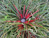 Aceste bromelii uimitoare