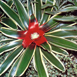 Aceste bromelii uimitoare