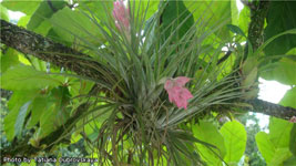 Aceste bromelii uimitoare