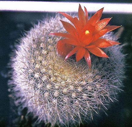 Echinocactus îngrijire, cultivare, udare, plantare acasă