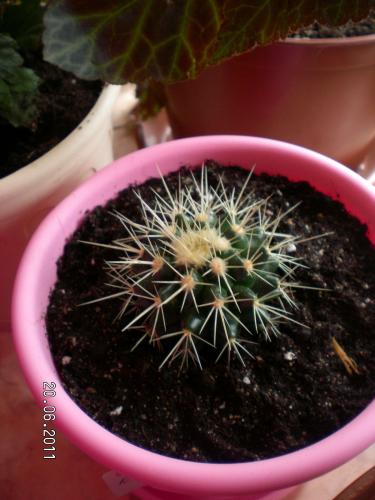 Echinocactus грижи, отглеждане, поливане, засаждане у дома