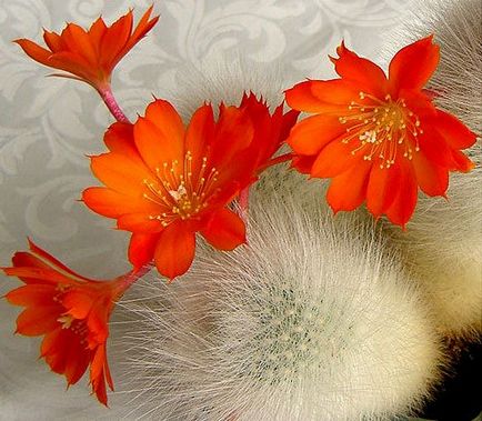 Echinocactus îngrijire, cultivare, udare, plantare acasă