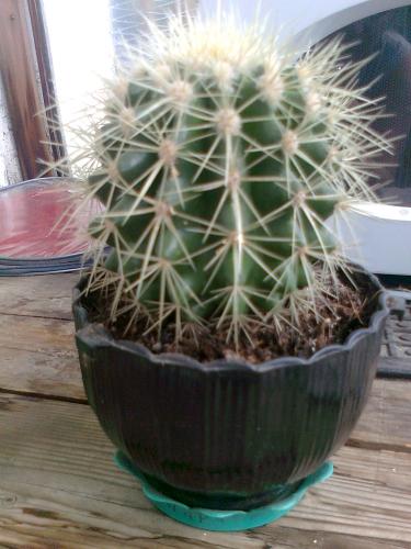 Echinocactus îngrijire, cultivare, udare, plantare acasă