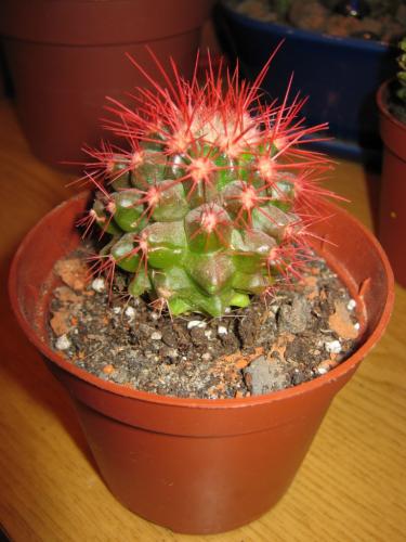 Echinocactus îngrijire, cultivare, udare, plantare acasă