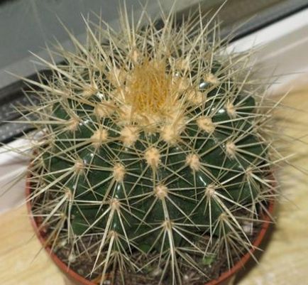 Echinocactus îngrijire, cultivare, udare, plantare acasă