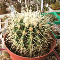 Echinocactus îngrijire, cultivare, udare, plantare acasă