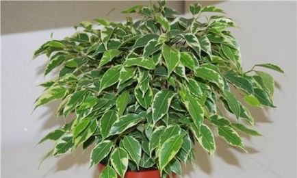 Ficus kinki