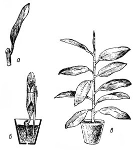 Ficus - specii de îngrijire la domiciliu, transplant, reproducere, dăunători și frunze care se încadrează (fotografii și fotografii)