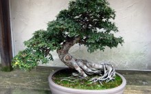 Ficus - specii de îngrijire la domiciliu, transplant, reproducere, dăunători și frunze care se încadrează (fotografii și fotografii)