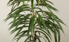 Ficus - specii de îngrijire la domiciliu, transplant, reproducere, dăunători și frunze care se încadrează (fotografii și fotografii)