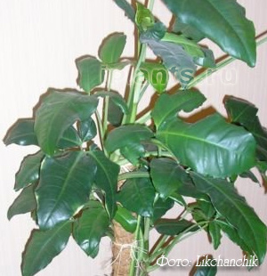 Philodendron philodendron - specie, asistență medicală, probleme în creștere, transplant, reproducere