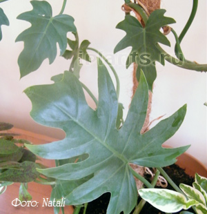 Philodendron philodendron - specie, asistență medicală, probleme în creștere, transplant, reproducere