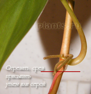 Philodendron philodendron - specie, asistență medicală, probleme în creștere, transplant, reproducere