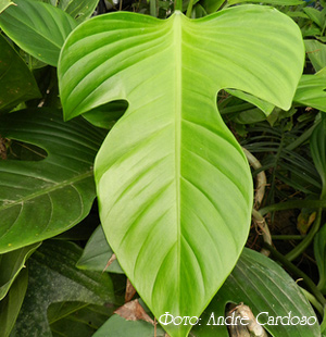 Philodendron philodendron - specie, asistență medicală, probleme în creștere, transplant, reproducere